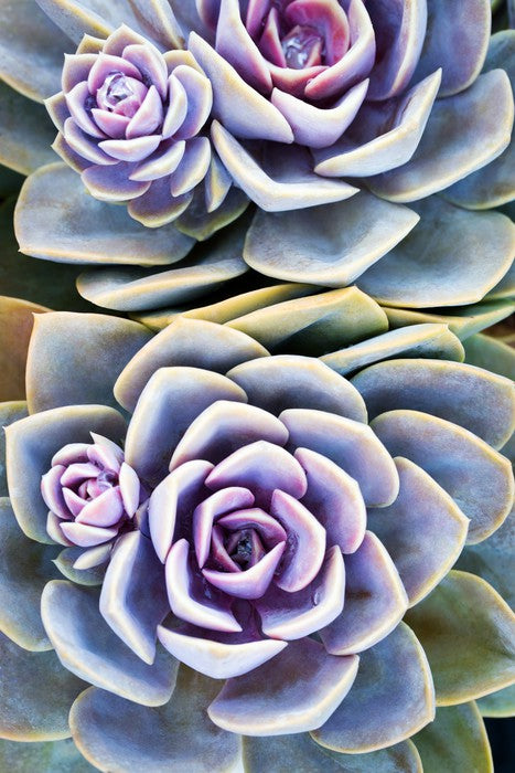 Purple tinged succulent