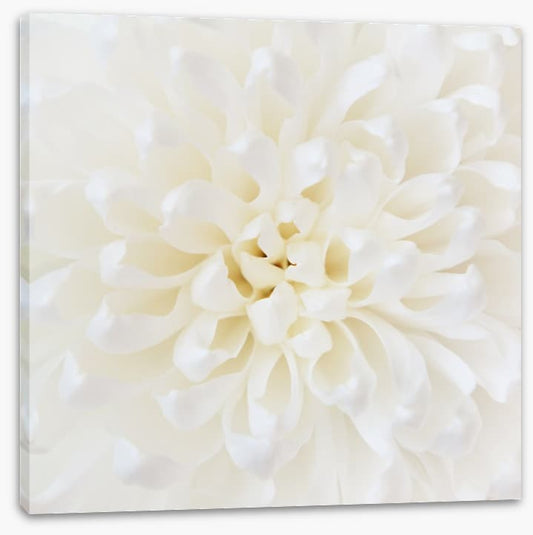 Perfect Chrysanthemum