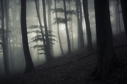 Forests