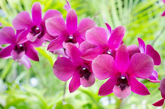 Vibrant orchids
