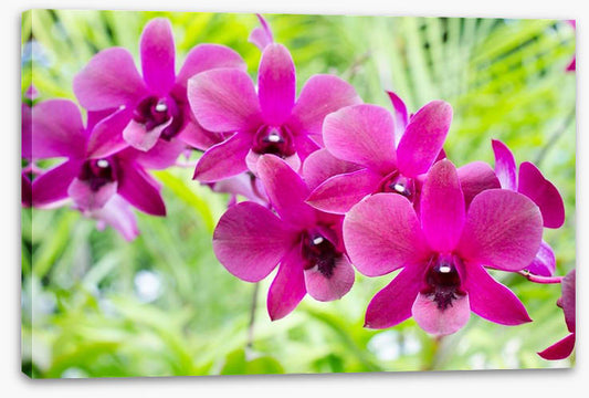 Vibrant orchids