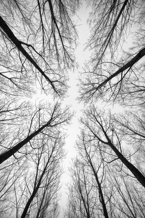 Looking up