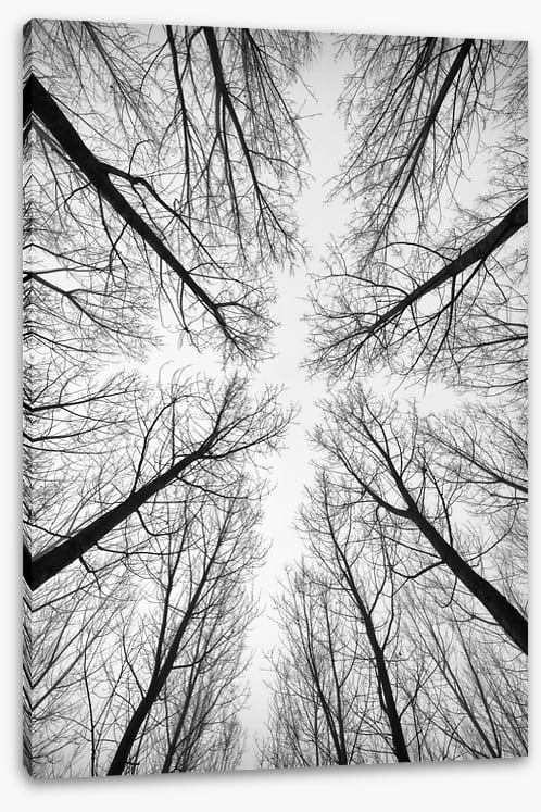 Looking up