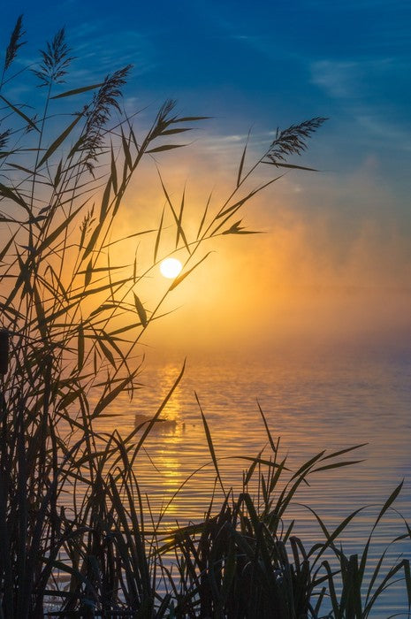 Sunrise through the reeds