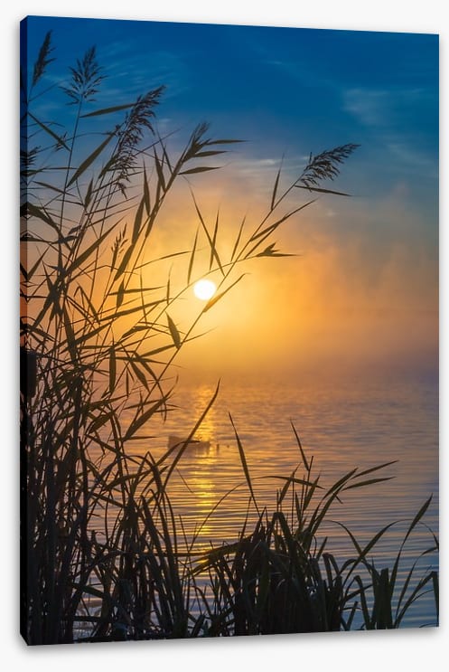 Sunrise through the reeds