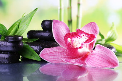 Orchid elegance