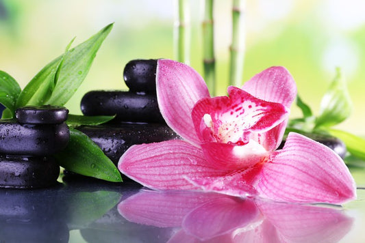 Orchid elegance
