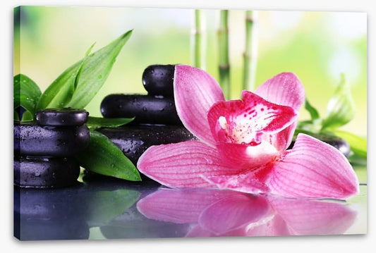 Orchid elegance