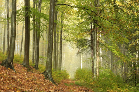 Through the trees