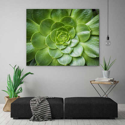 Tropical succulent