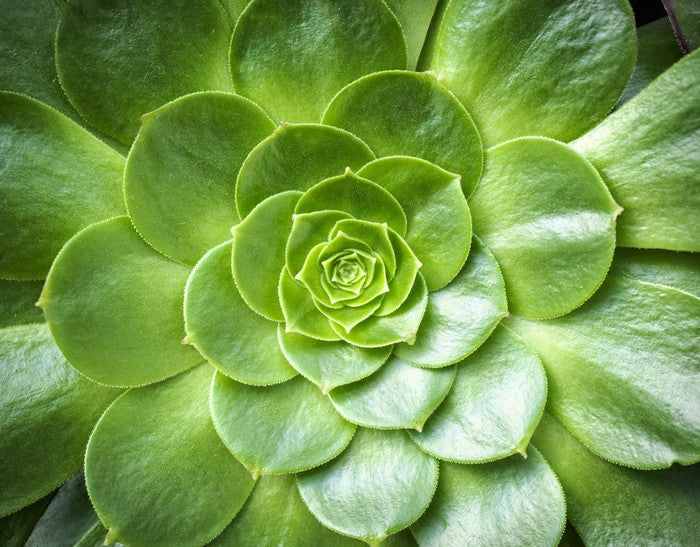 Tropical succulent