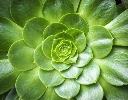 Tropical succulent