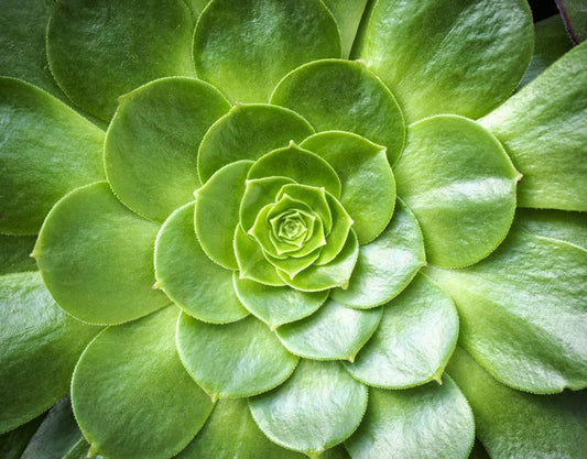 Tropical succulent
