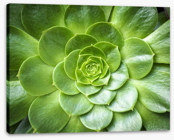 Tropical succulent