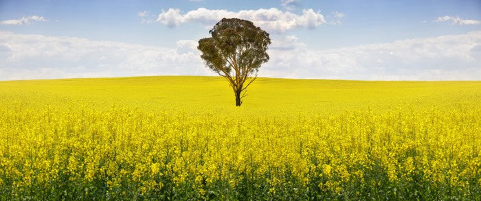 The canola tree