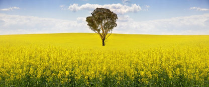 The canola tree