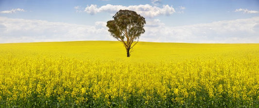 The canola tree