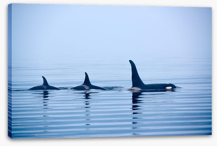 Fins in a pod