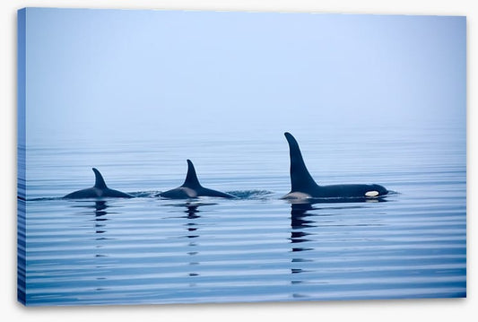Fins in a pod