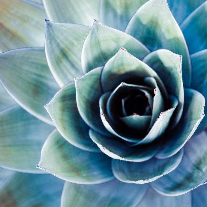 Succulent