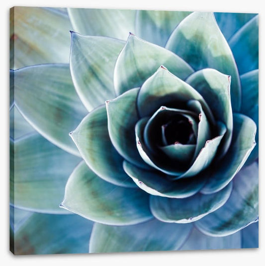 Succulent