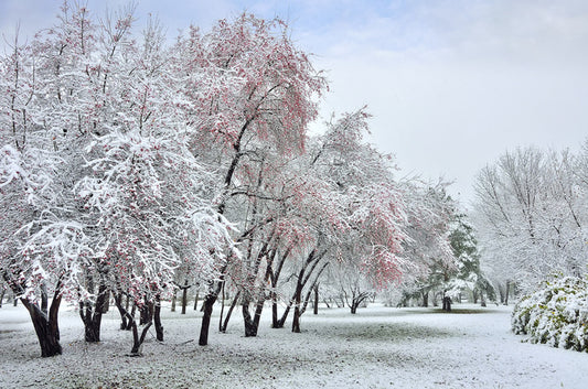 The start of winter