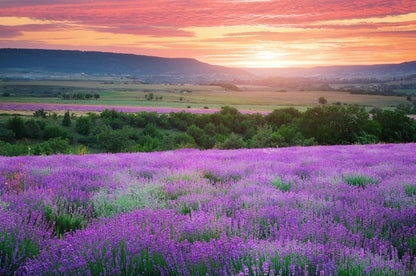 The lavender valley