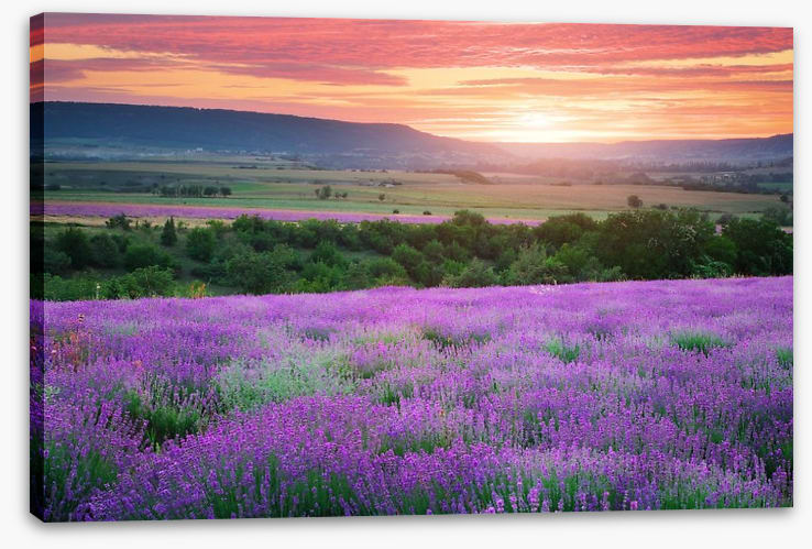 The lavender valley