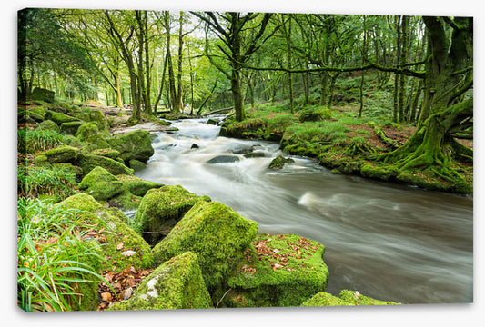 Green moss river