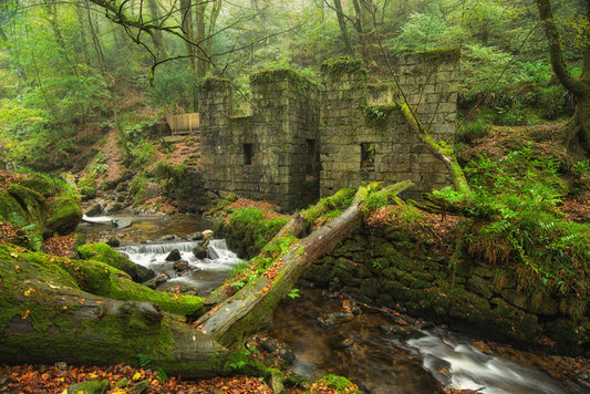 Forests