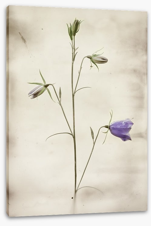 First to bloom