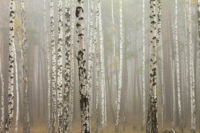 Foggy birch forest