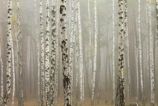 Foggy birch forest