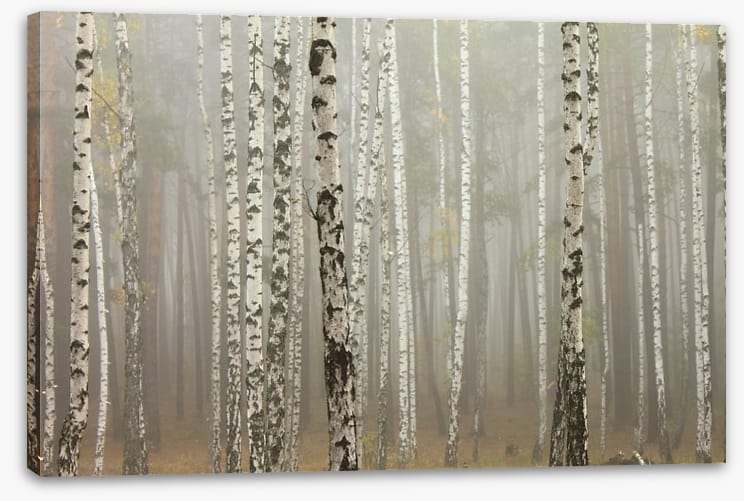 Foggy birch forest