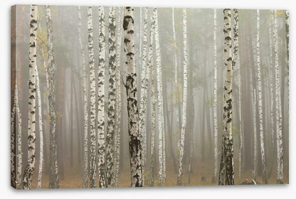 Foggy birch forest