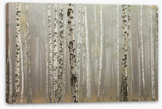 Foggy birch forest