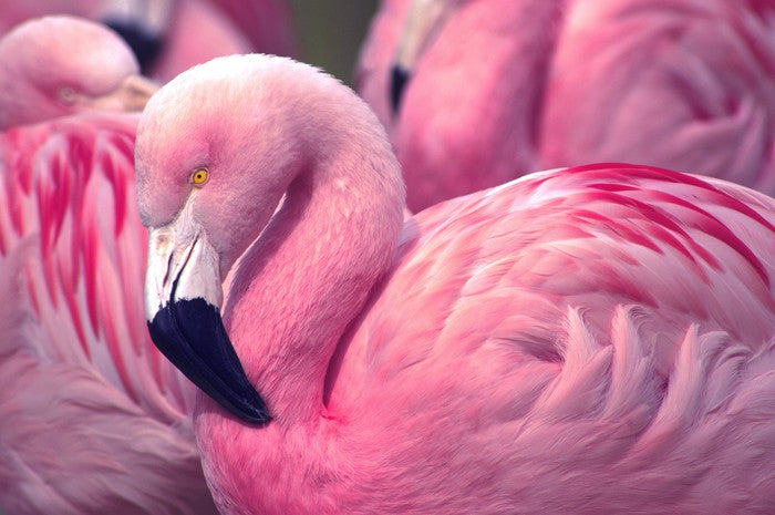 The pink flamingo