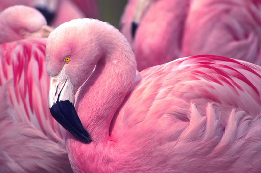 The pink flamingo