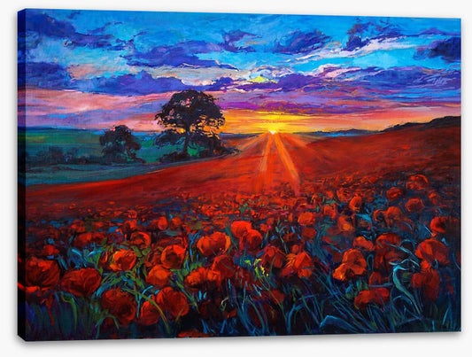 Last ray poppies