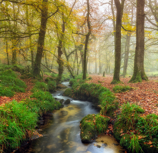 The wandering stream