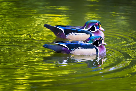 Birds