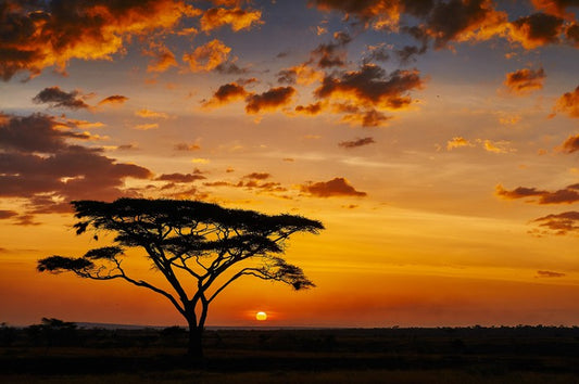 Savanna sunset silhouettes