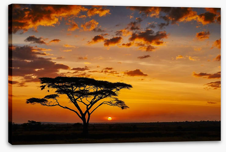Savanna sunset silhouettes
