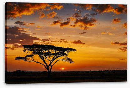 Savanna sunset silhouettes