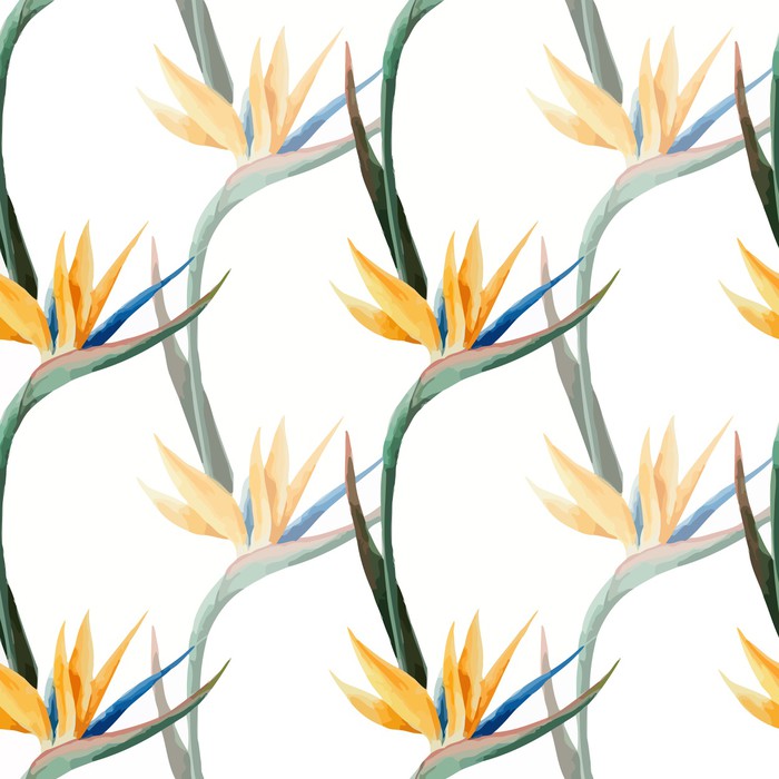 Birds of paradise