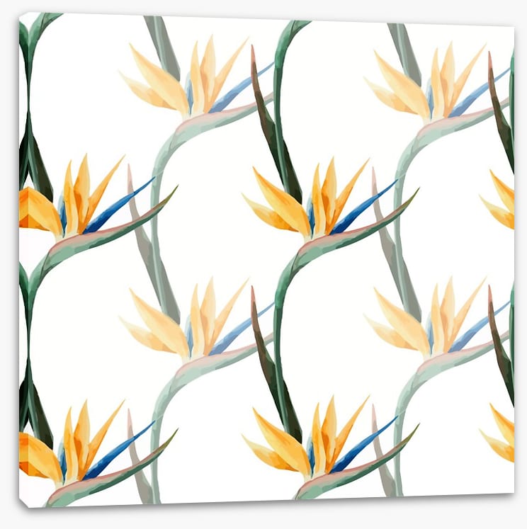Birds of paradise