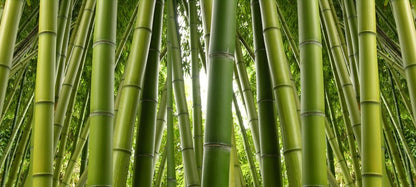 Bamboo jungle