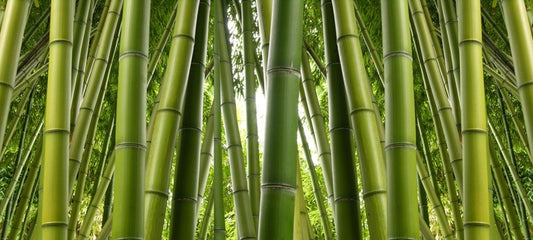 Bamboo jungle