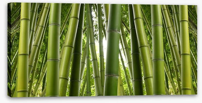 Bamboo jungle