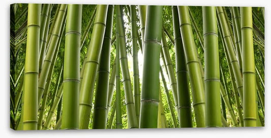 Bamboo jungle